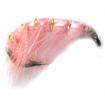 gramarus pink